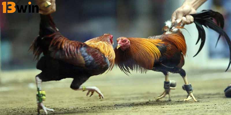 Trực tiếp đá gà mang đến nhiều ưu điểm nổi bật cho người xem