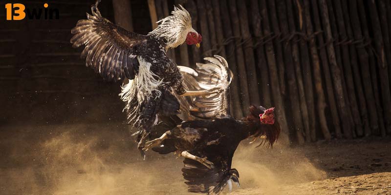 Đá gà 13Win thu hút người chơi với nhiều hình thức hấp dẫn 