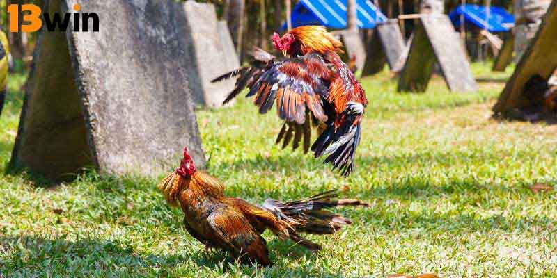Đá gà Thomo là trường gà lớn, nổi tiếng và được biết đến rộng rãi